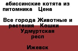 абиссинские котята из питомника › Цена ­ 15 000 - Все города Животные и растения » Кошки   . Удмуртская респ.,Ижевск г.